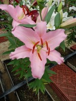 [4430 PO27 Mistero No02.JPG]